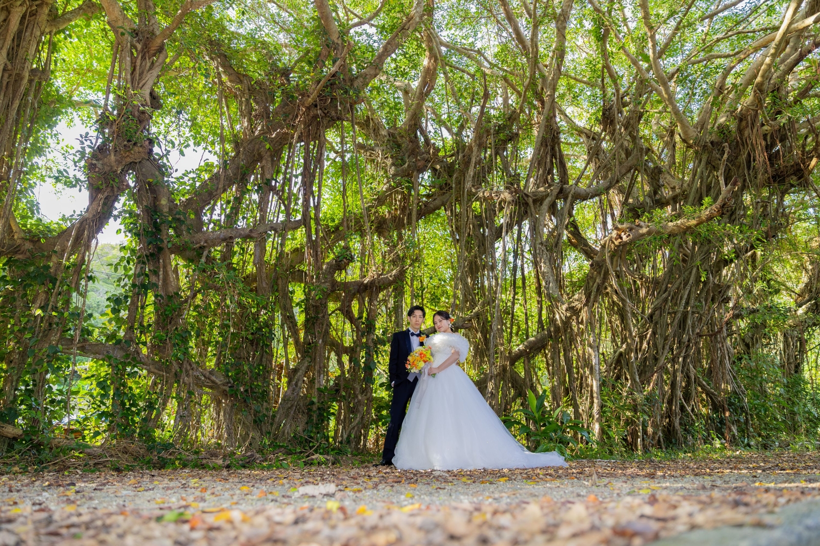 奄美大島　前肥田ガジュマル撮影