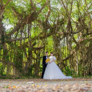 前肥田ガジュマル 2025/11/6 前肥田ガジュマル