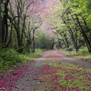 ヒカンザクラ並木 水際