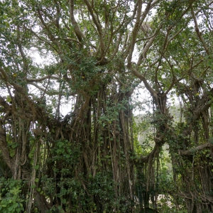 前肥田ガジュマル ガジュマルの木